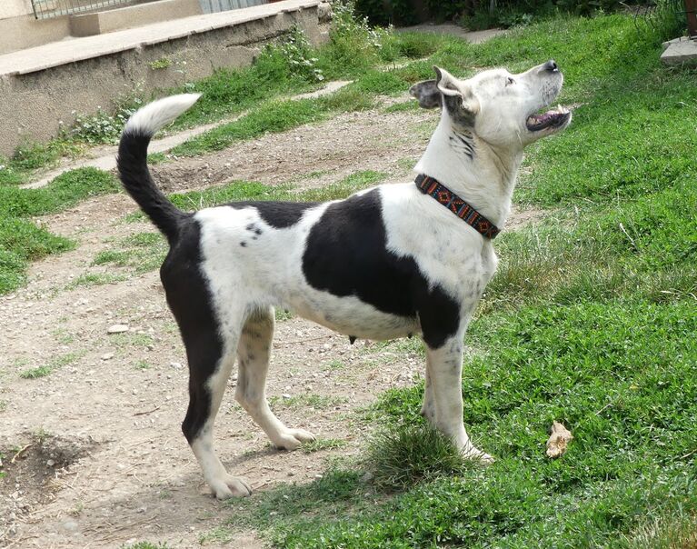 Aggie 2