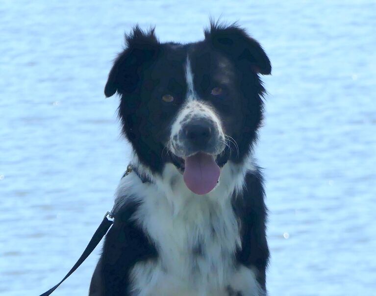 Buddy 2