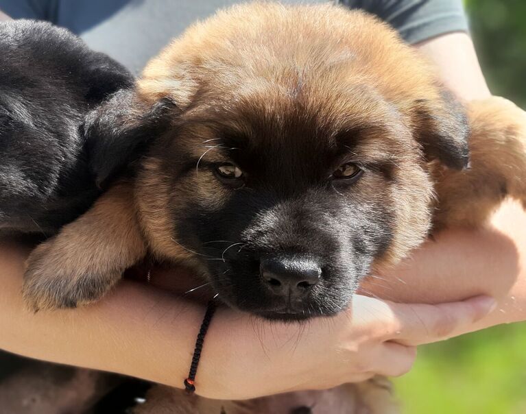 Milo