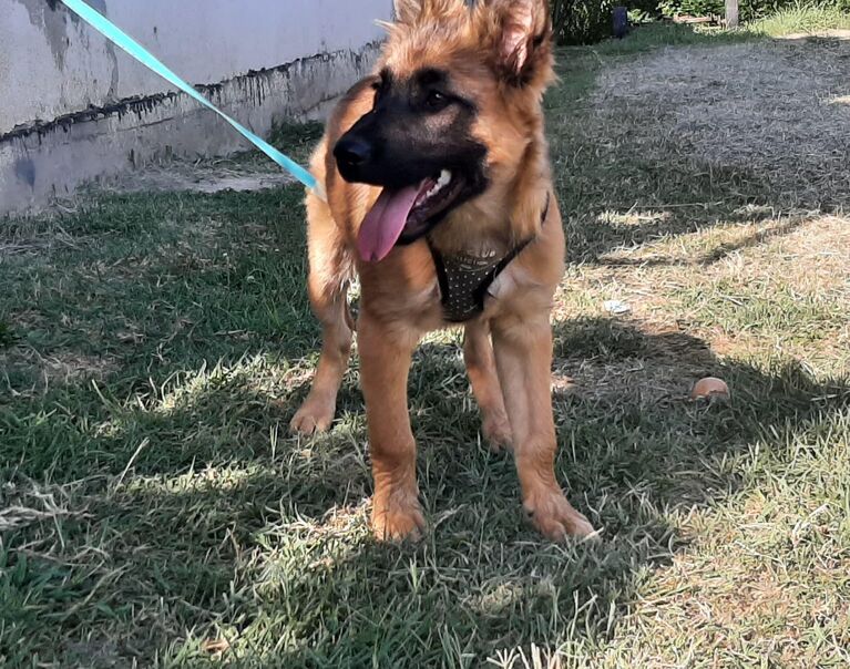 Milo 9