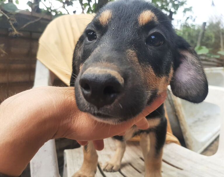 Linus