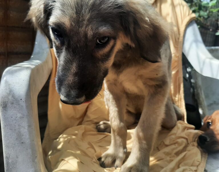 Milo