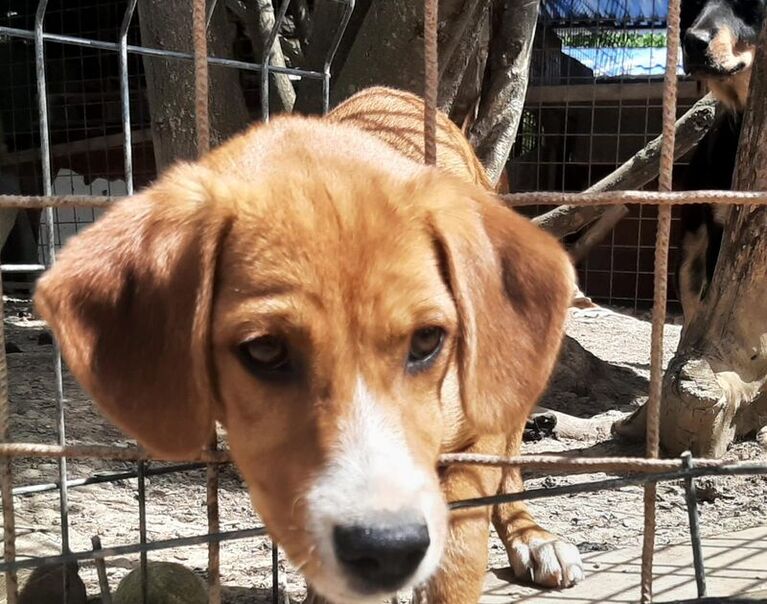 Baci