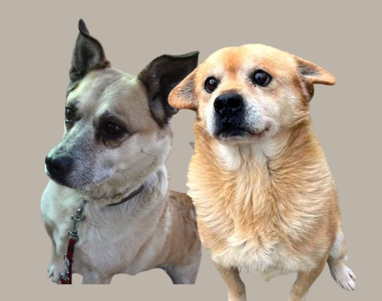 Tobi & Zorka 