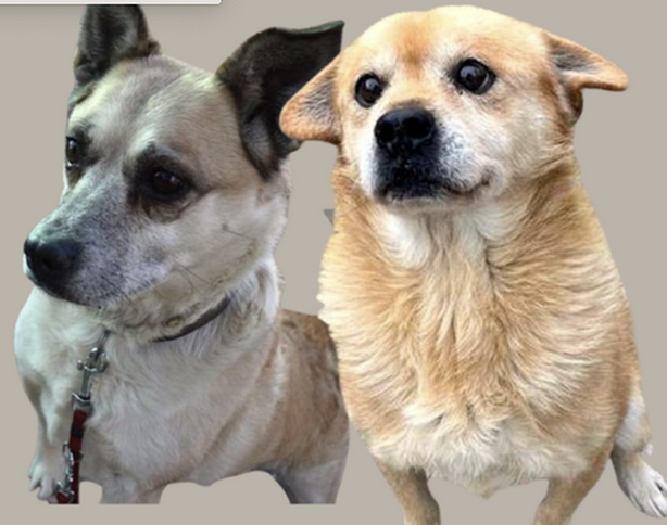 Tobi & Zorka  7