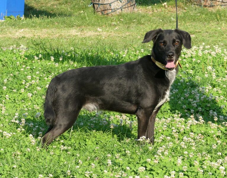 Blacky 2
