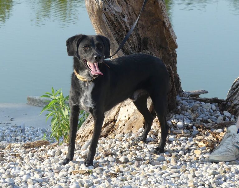 Blacky 3