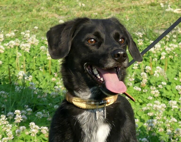Blacky 4