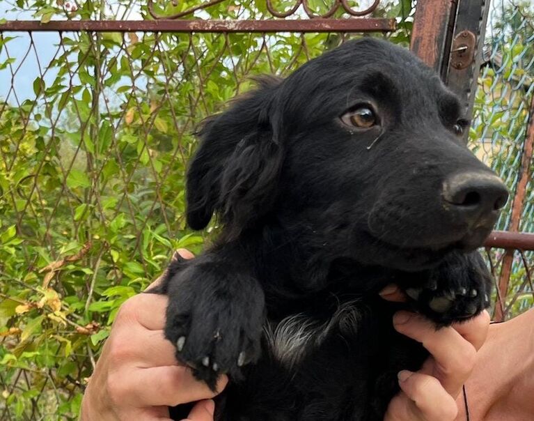 Milo