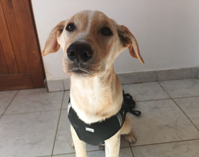 Lukas
