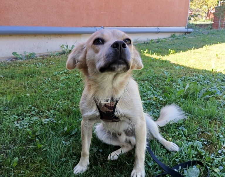 Oliver 8