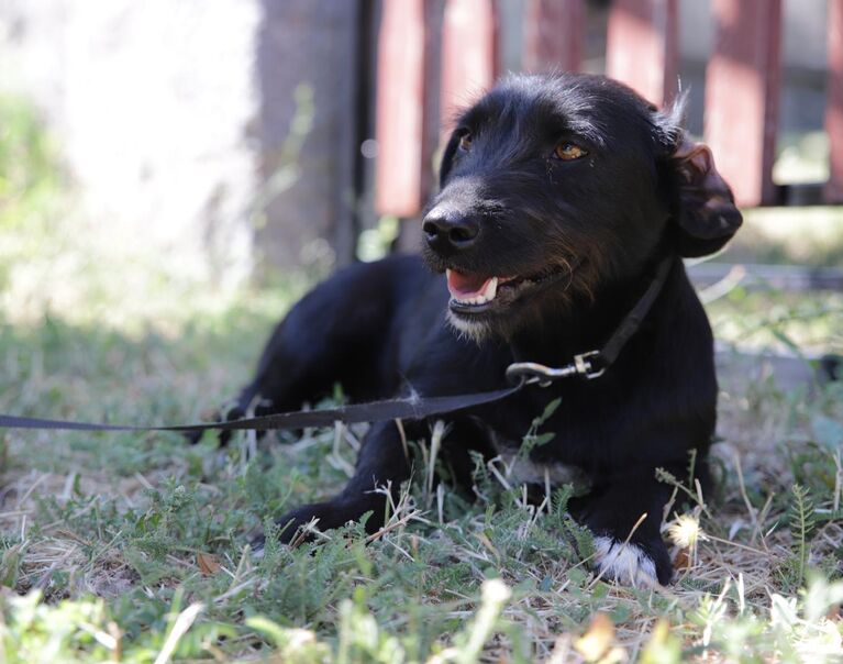 Kora