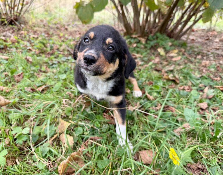 Lulu