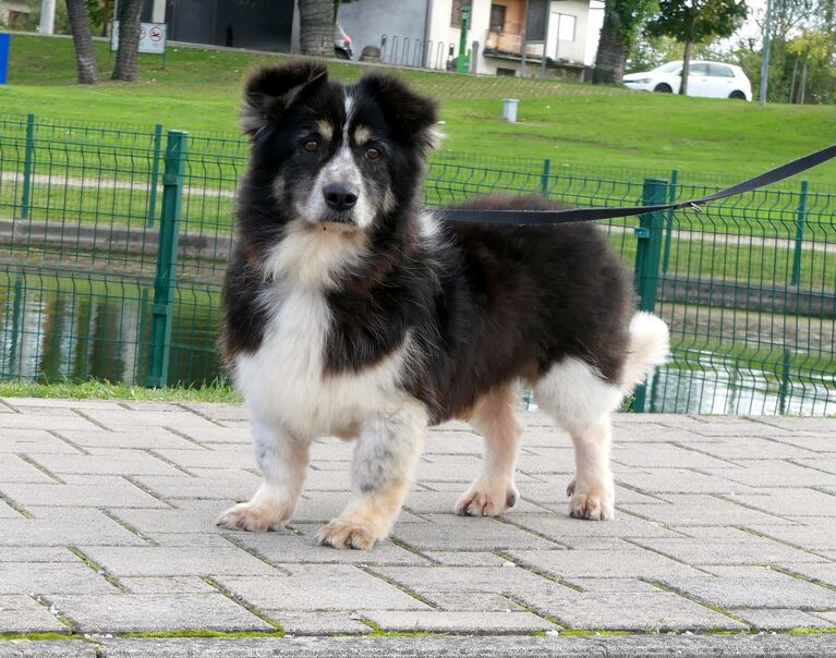 Willi