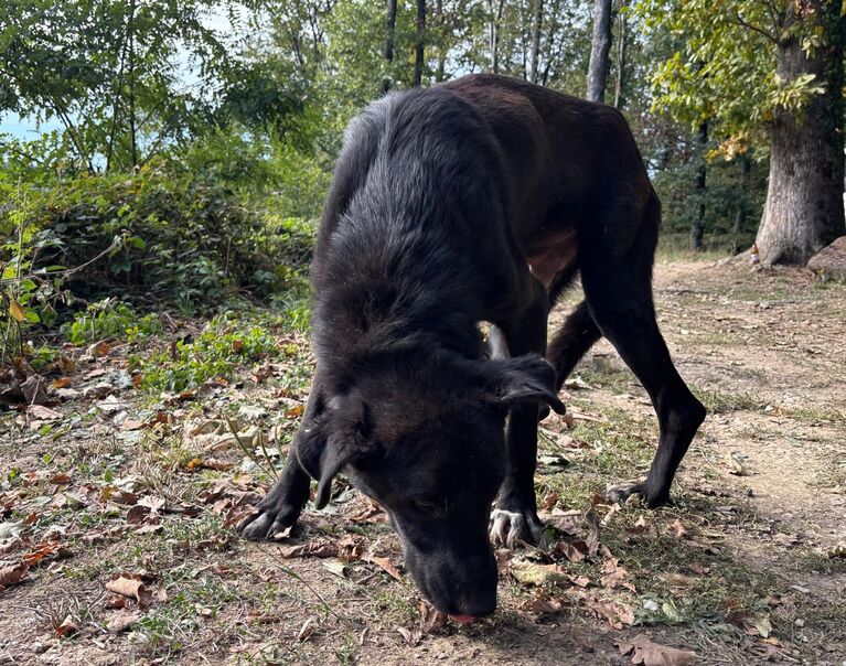 12. Buck