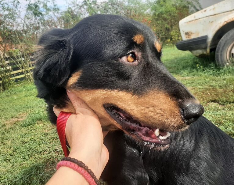 Berta