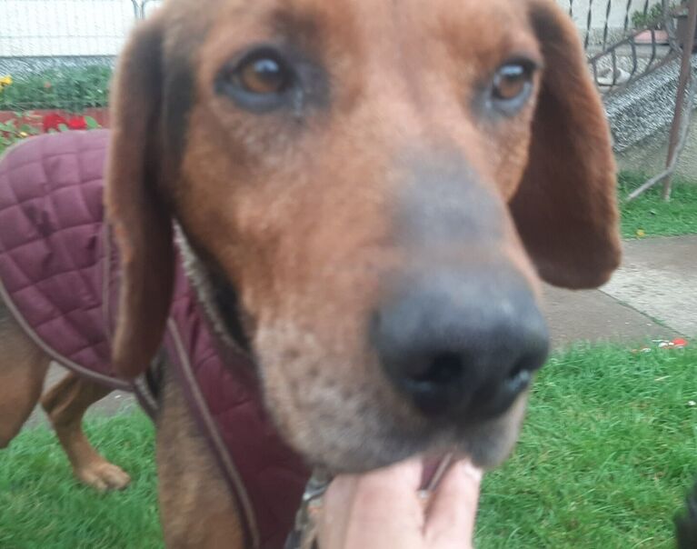 Budy