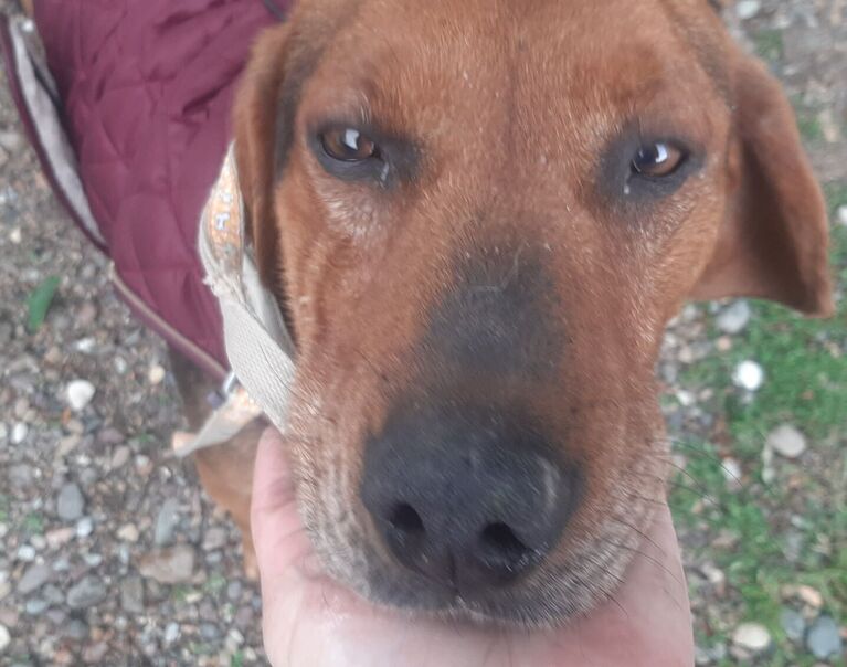 Budy 2