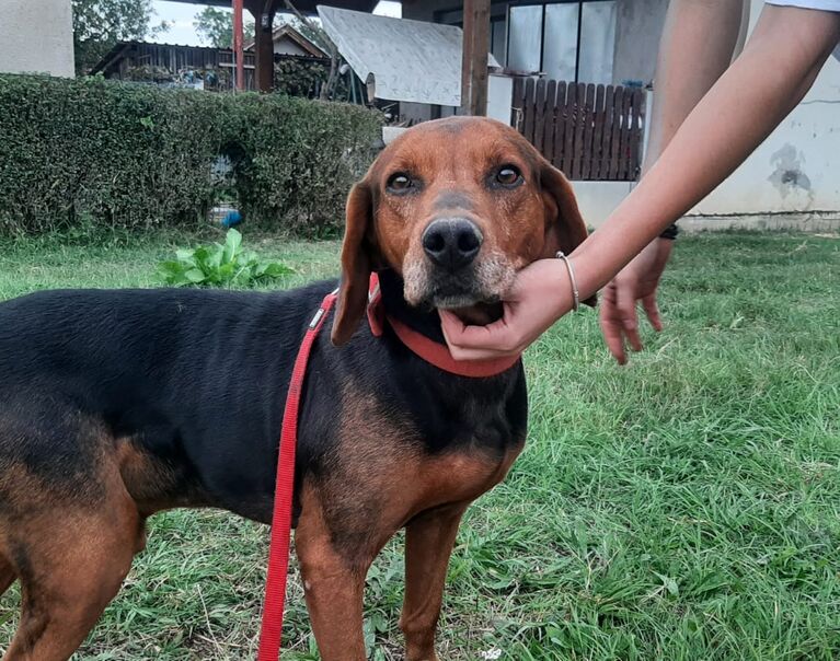 Budy 13