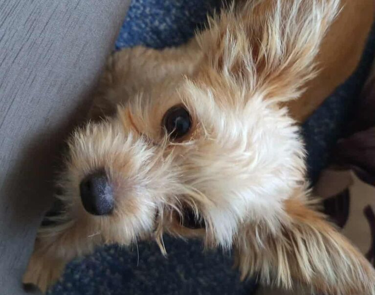 Mica 2