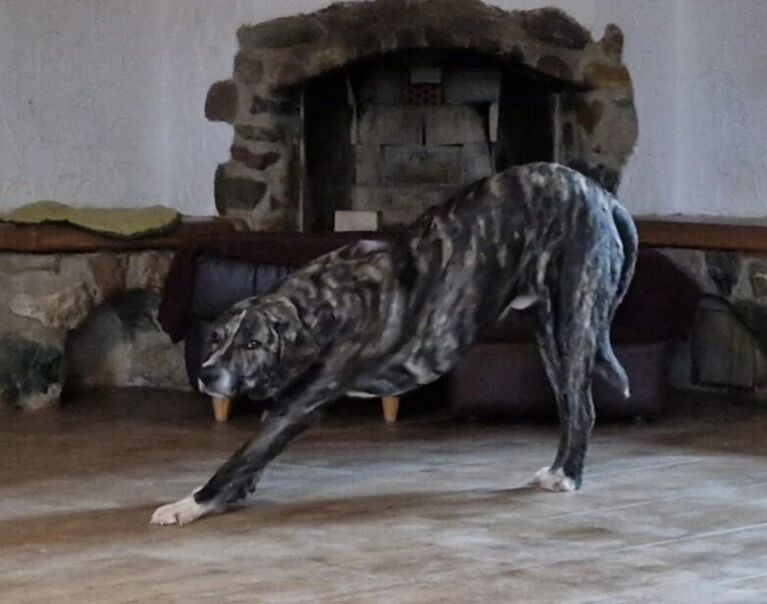 Carlos 5