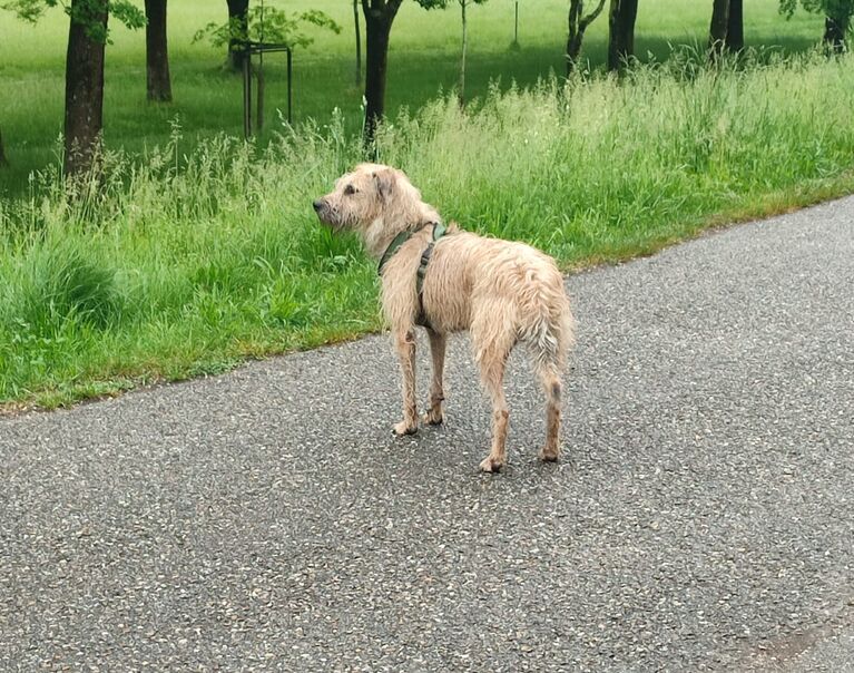 Phoebe 3