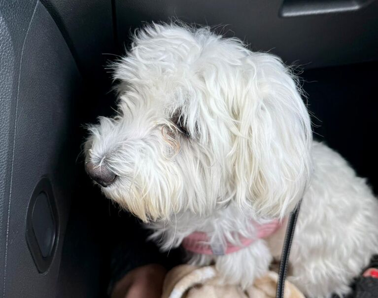 Lili