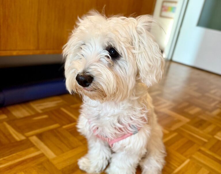 Lili 2