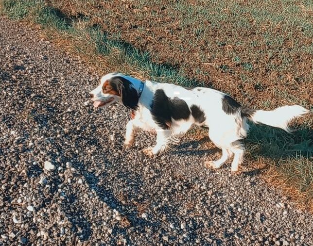Lucy 3