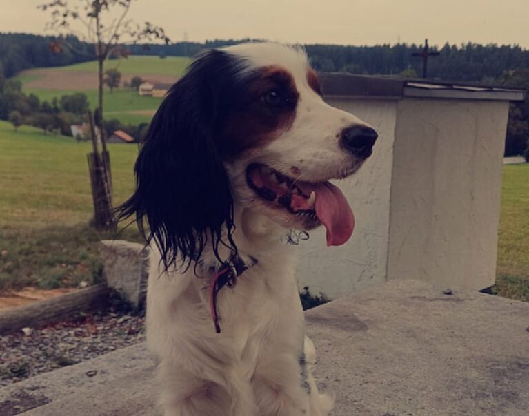 Lucy 4