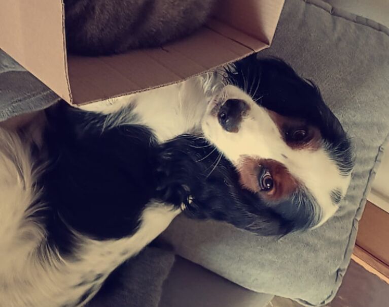 Lucy 5