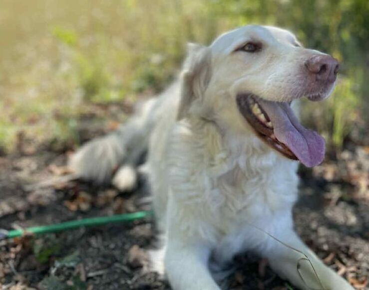 Ronja 2