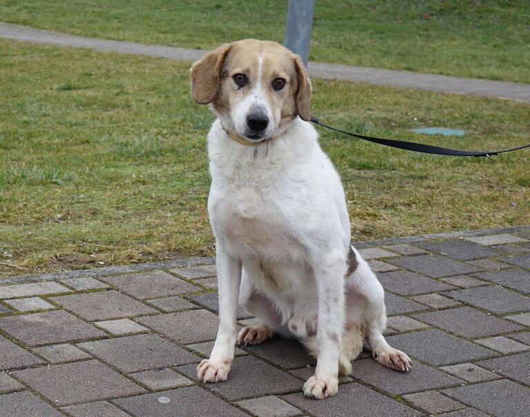 Kiko