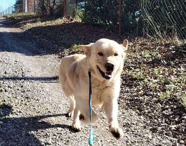 Otto 