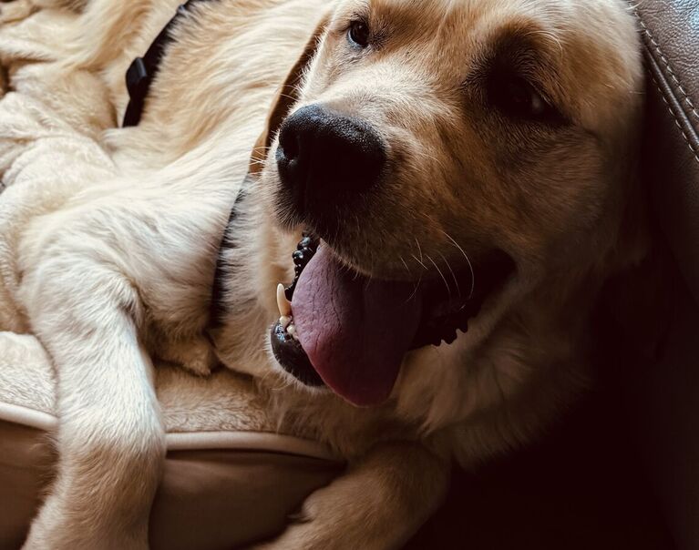 Otto 