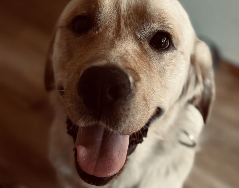 Otto  2