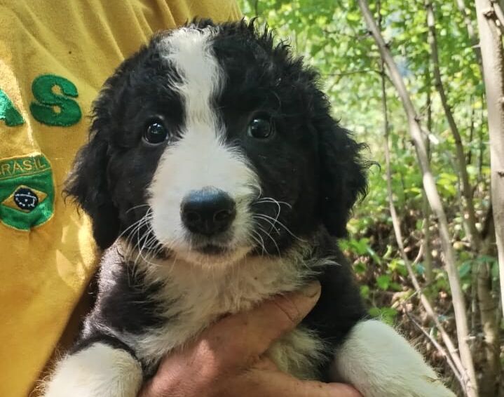 Merlin