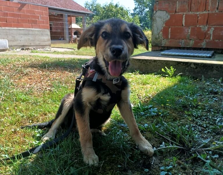 Georgie