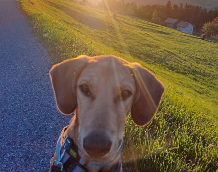Sunny Boy