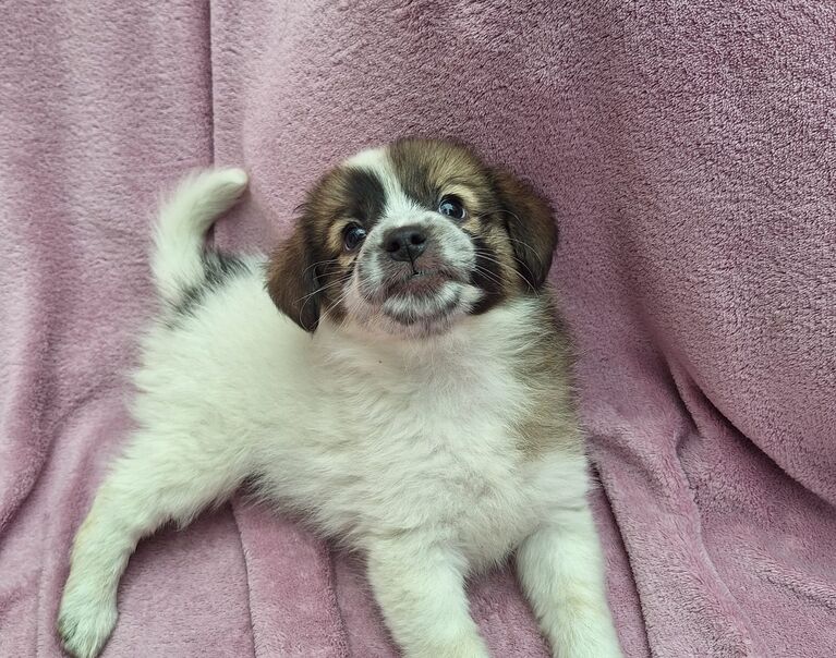 Olaf
