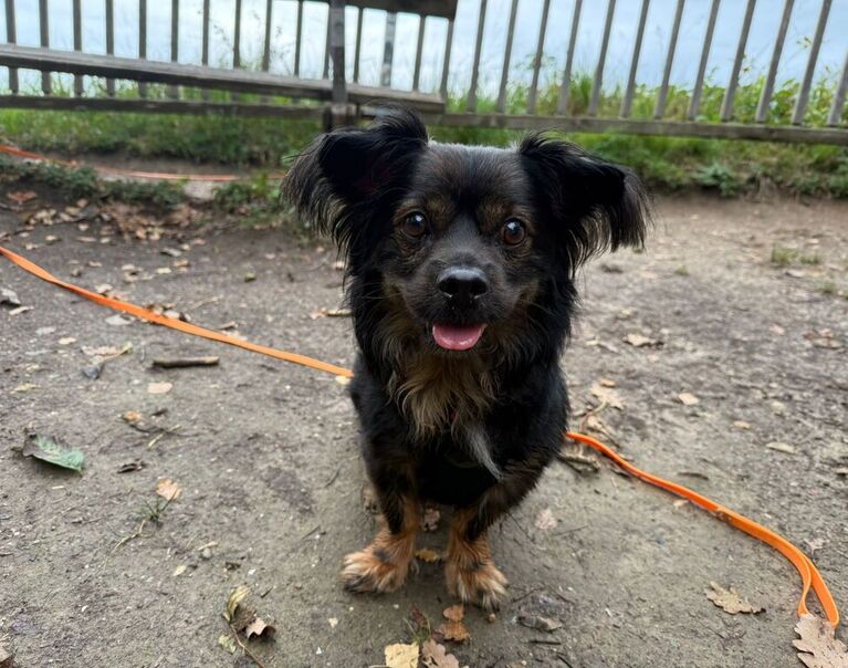 Sammy 4