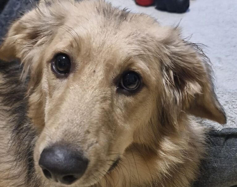 Cooper 2