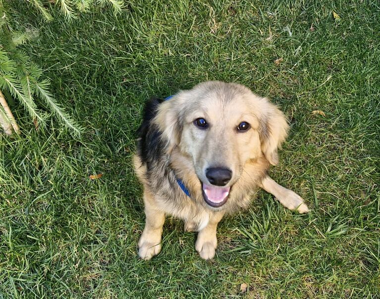 Cooper 3