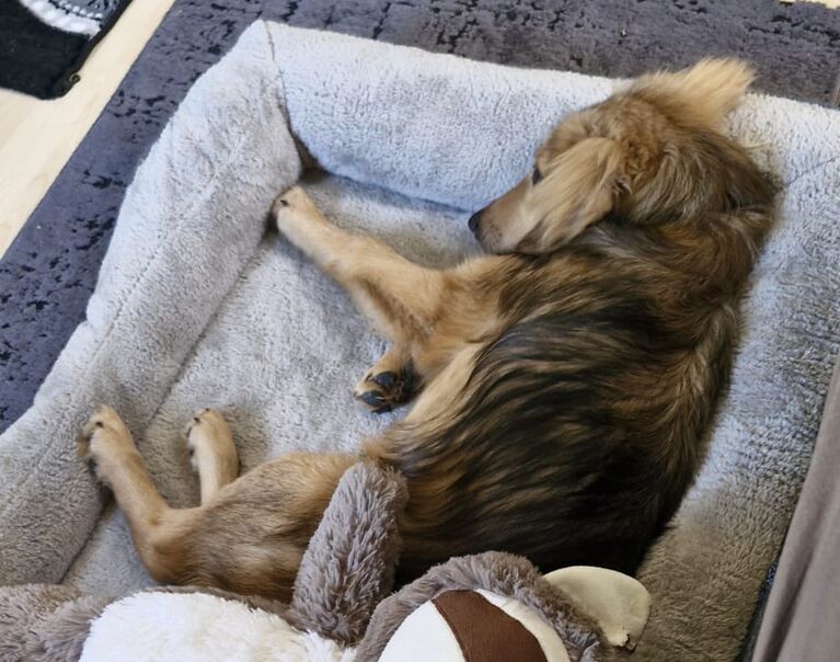 Cooper 4