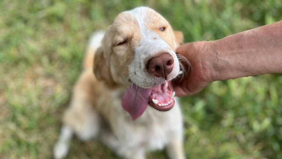 Viele unserer Hunde suchen noch ein Zuhause