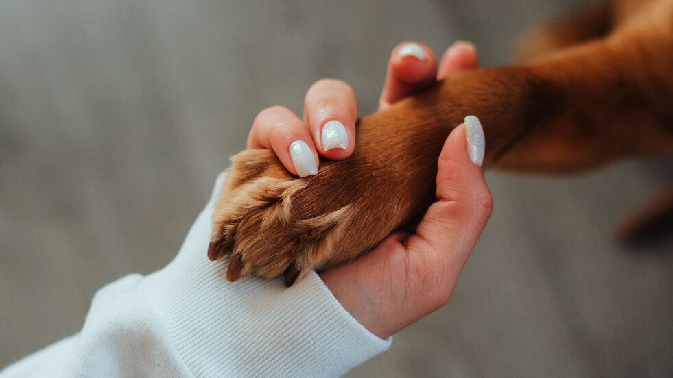 Hand und Pfote